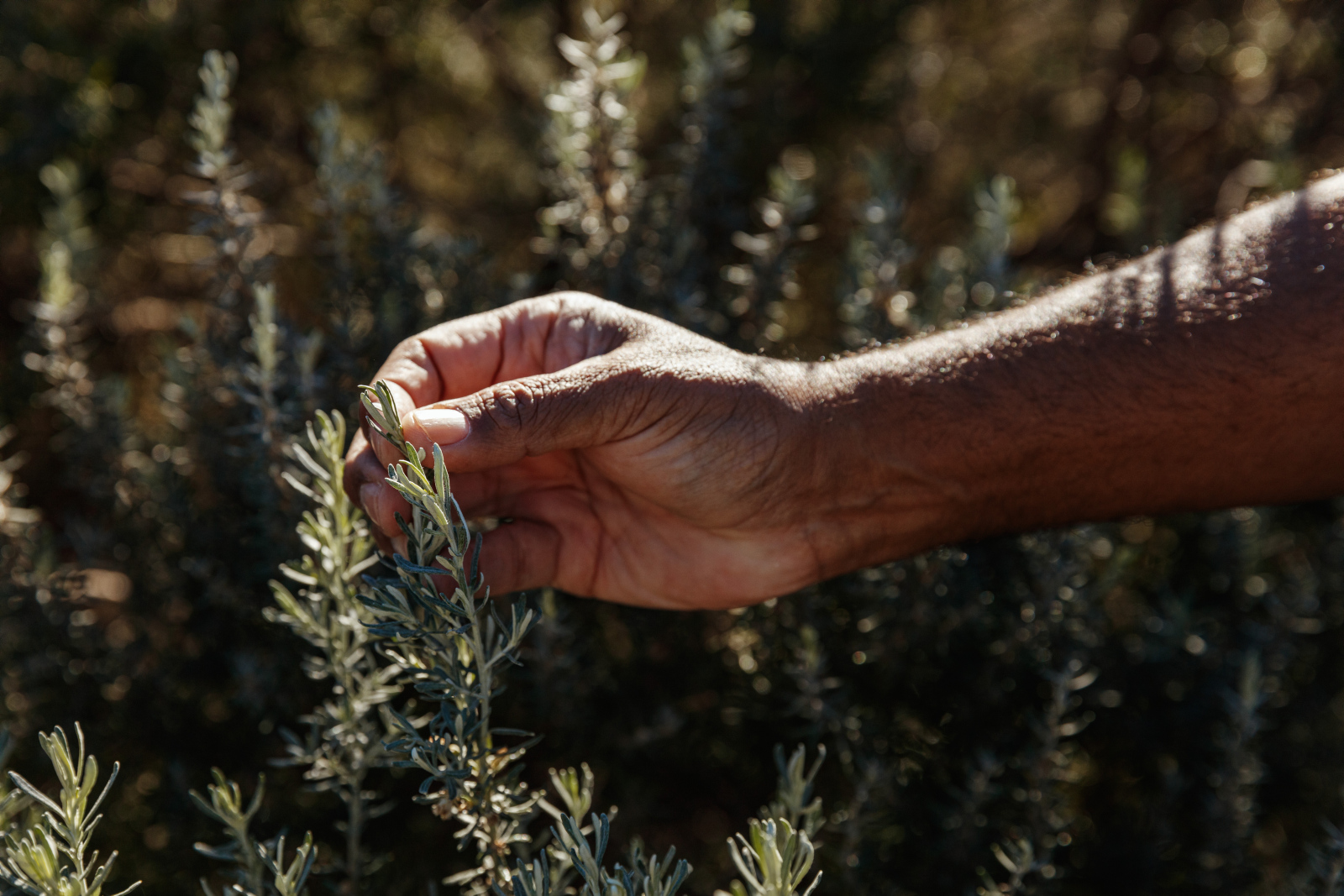 A hand grasps the tips of a native plant.